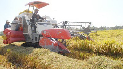 Rice harvest in Long An Province (Photo: SGGP) Rice harvest in Long An Province (Photo: SGGP)